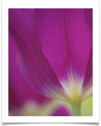 C Beesley - 6 - Tulip - Chris Beesley